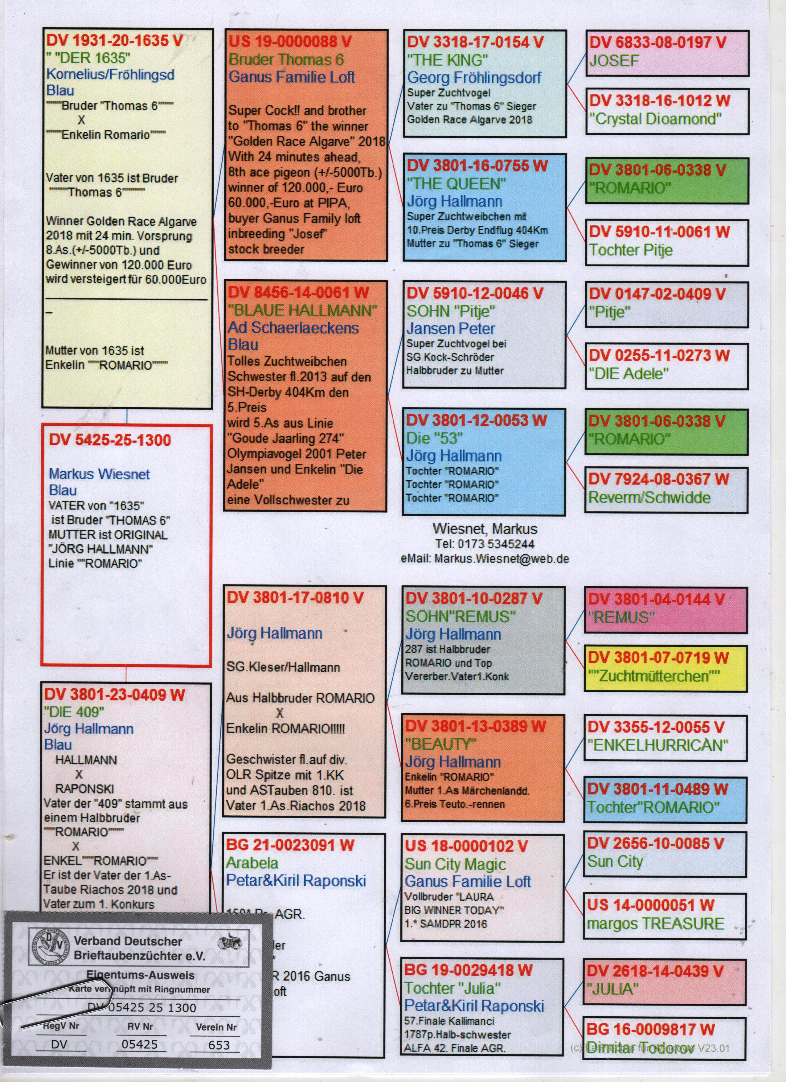 DV5425-25-1300 DİŞİ / BABASI THOMAS 6 KARDEŞİ OGLU ANNESİ ROMARIO - JULIA - DNA SERTİFİKALI