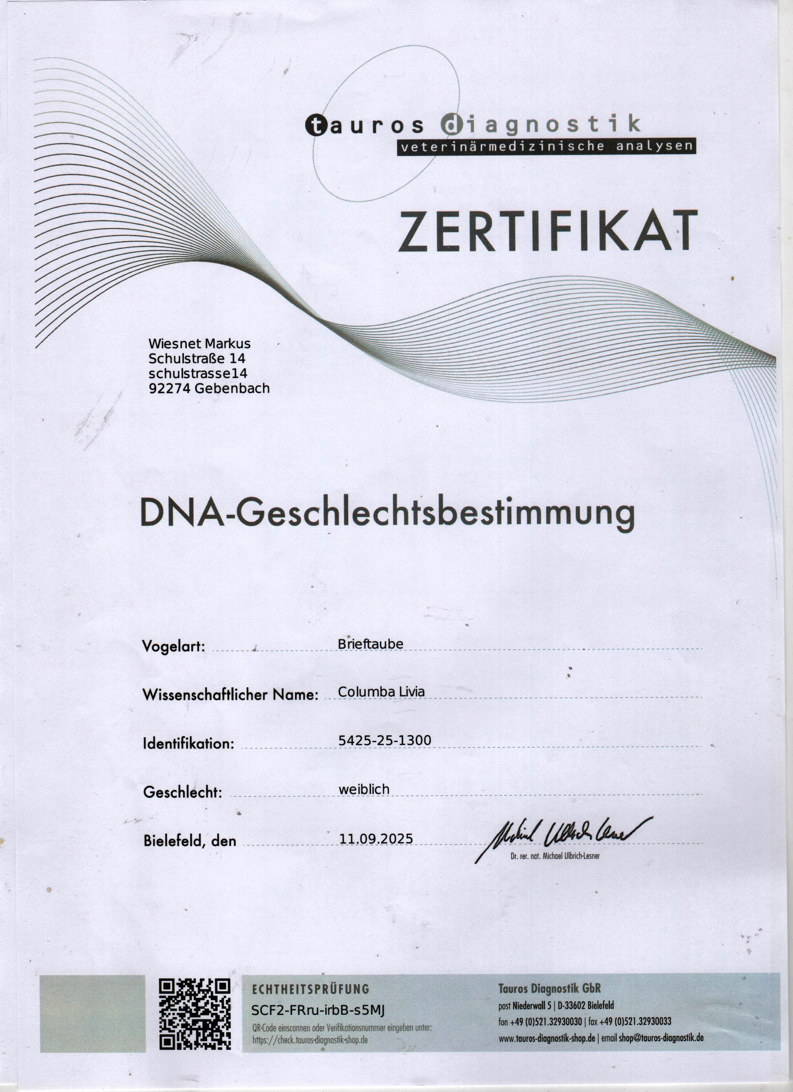 DV5425-25-1300 DİŞİ / BABASI THOMAS 6 KARDEŞİ OGLU ANNESİ ROMARIO - JULIA - DNA SERTİFİKALI