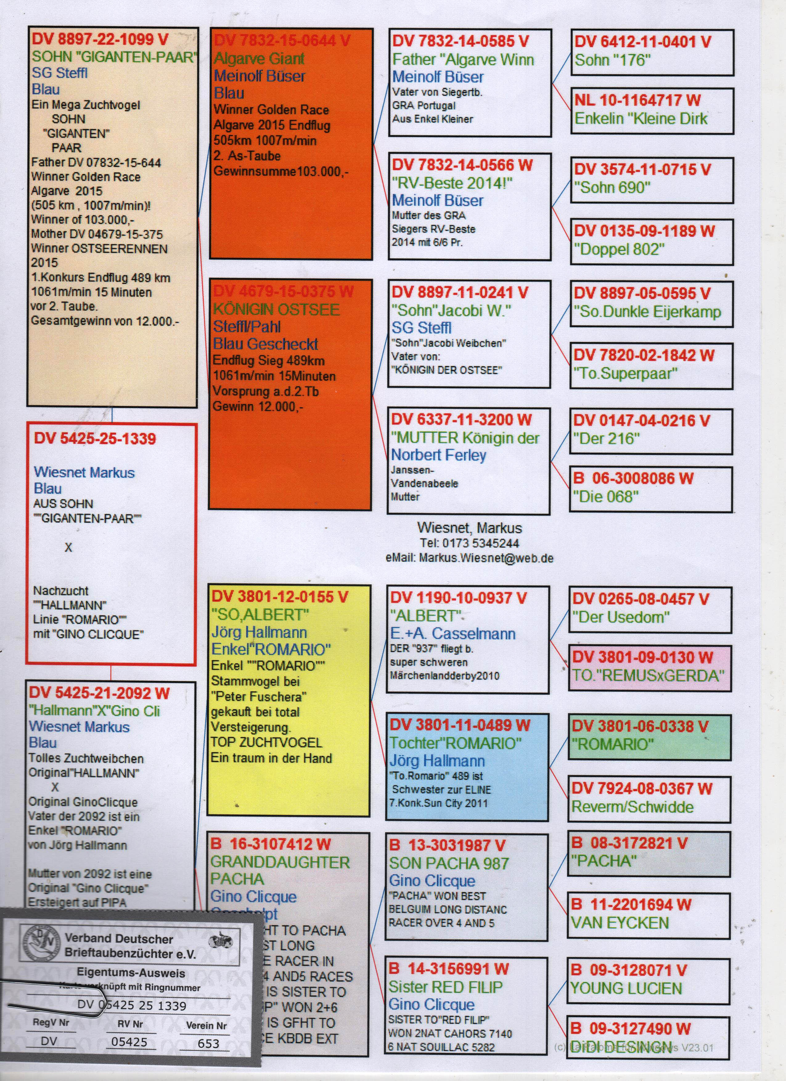 DV5425-25-1339 DİŞİ / BABASI GIANT PAIR ANNESİ HALLMANN & GINO