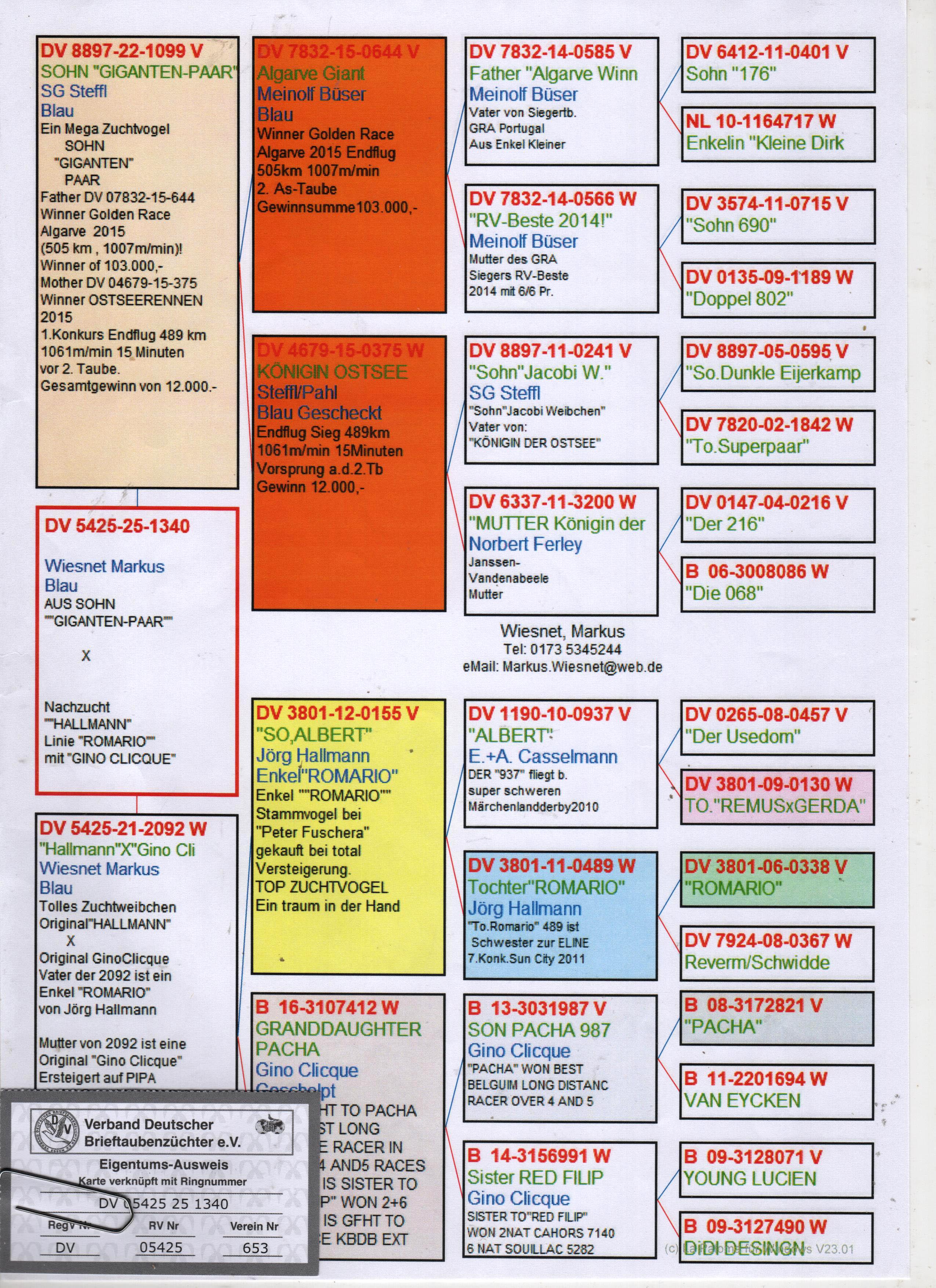 DV5425-25-1340 DİŞİ / BABASI INBREED GIANT PAIR ANNESI HALLMAN - GINO