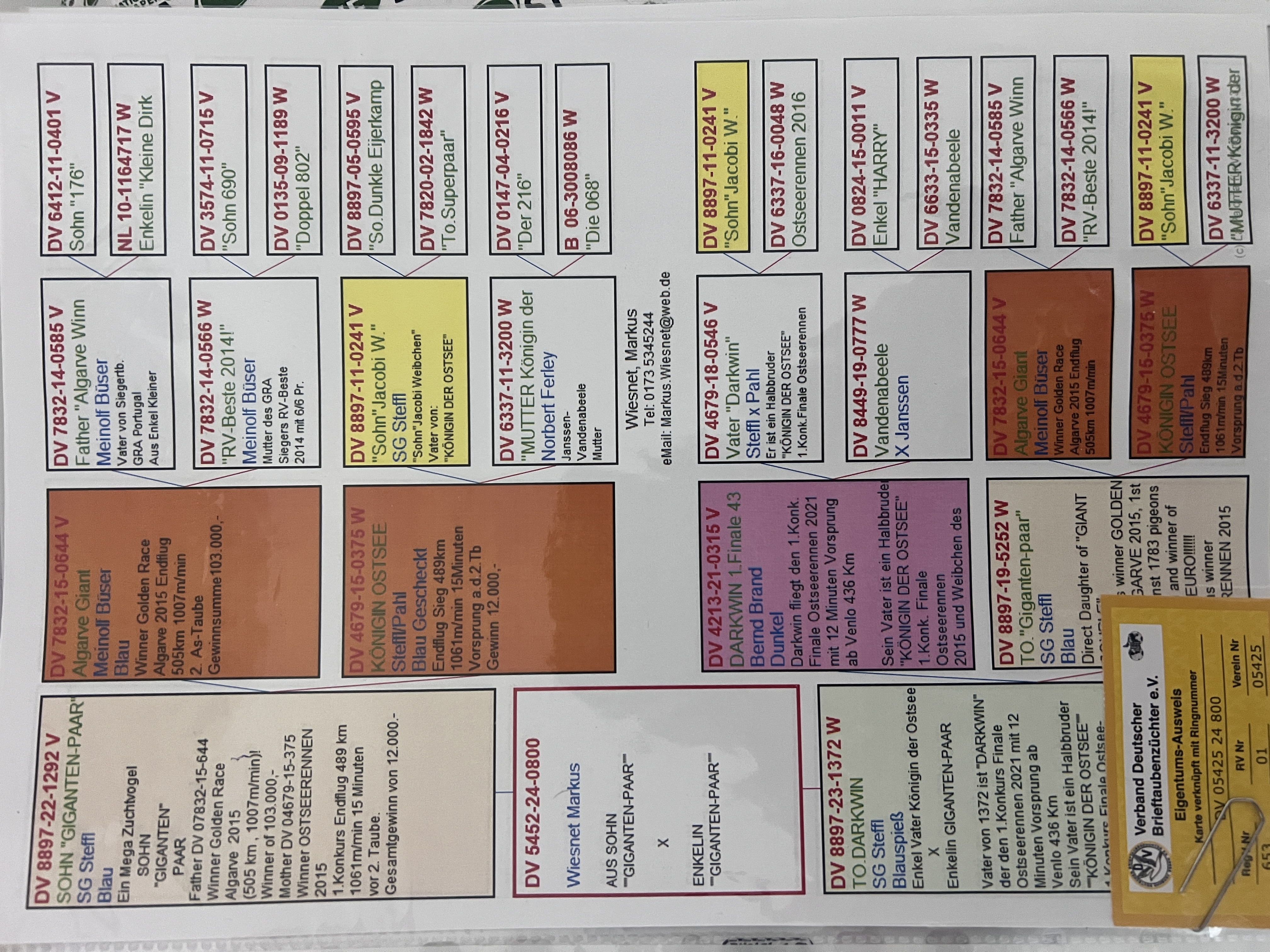 DV5452-24-0800 DİŞİ / INBREED GIANT PAIR