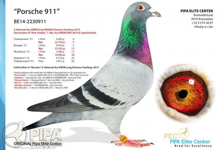 DV6883-23-1949 ERKEK / INBREED PORSCHE 911