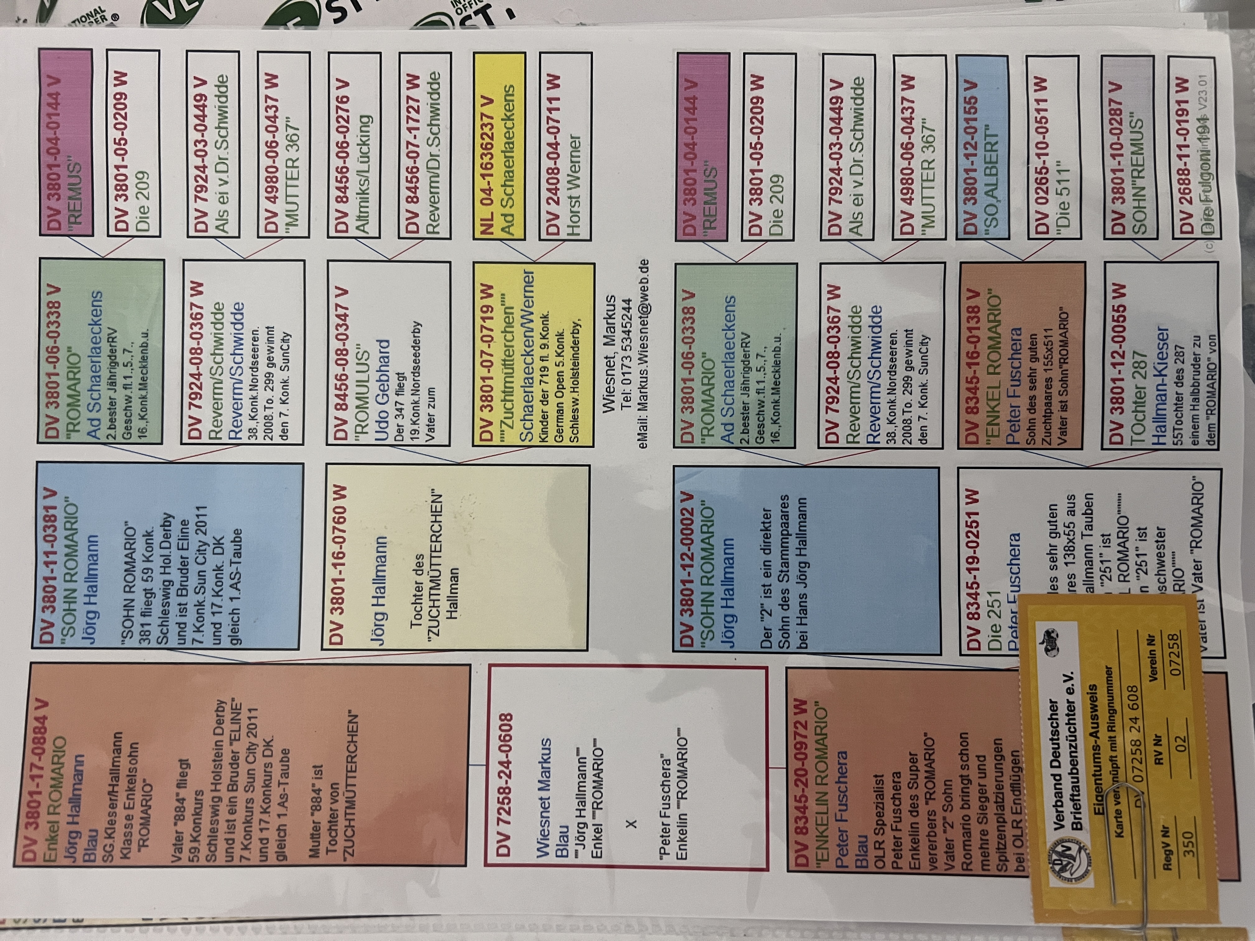 DV7258-24-0608 ERKEK /  INBREED ROMARIO