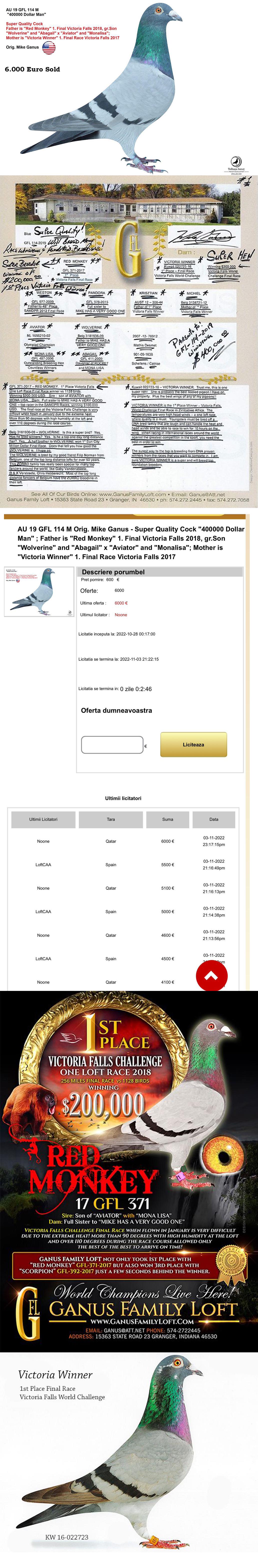 DV800-22-143 ERKEK / INBREED 400.000 DOLAR MİKE GANUS FAMILY