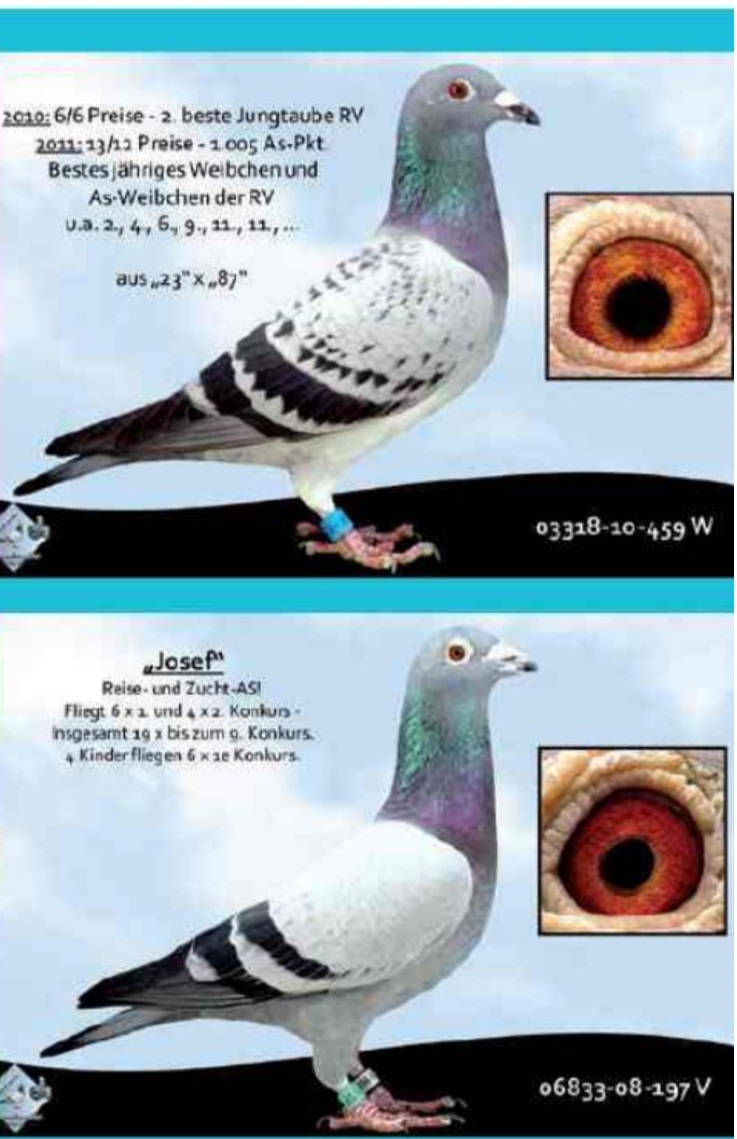 DV9034-24-738 ERKEK / JOSEF INBREED