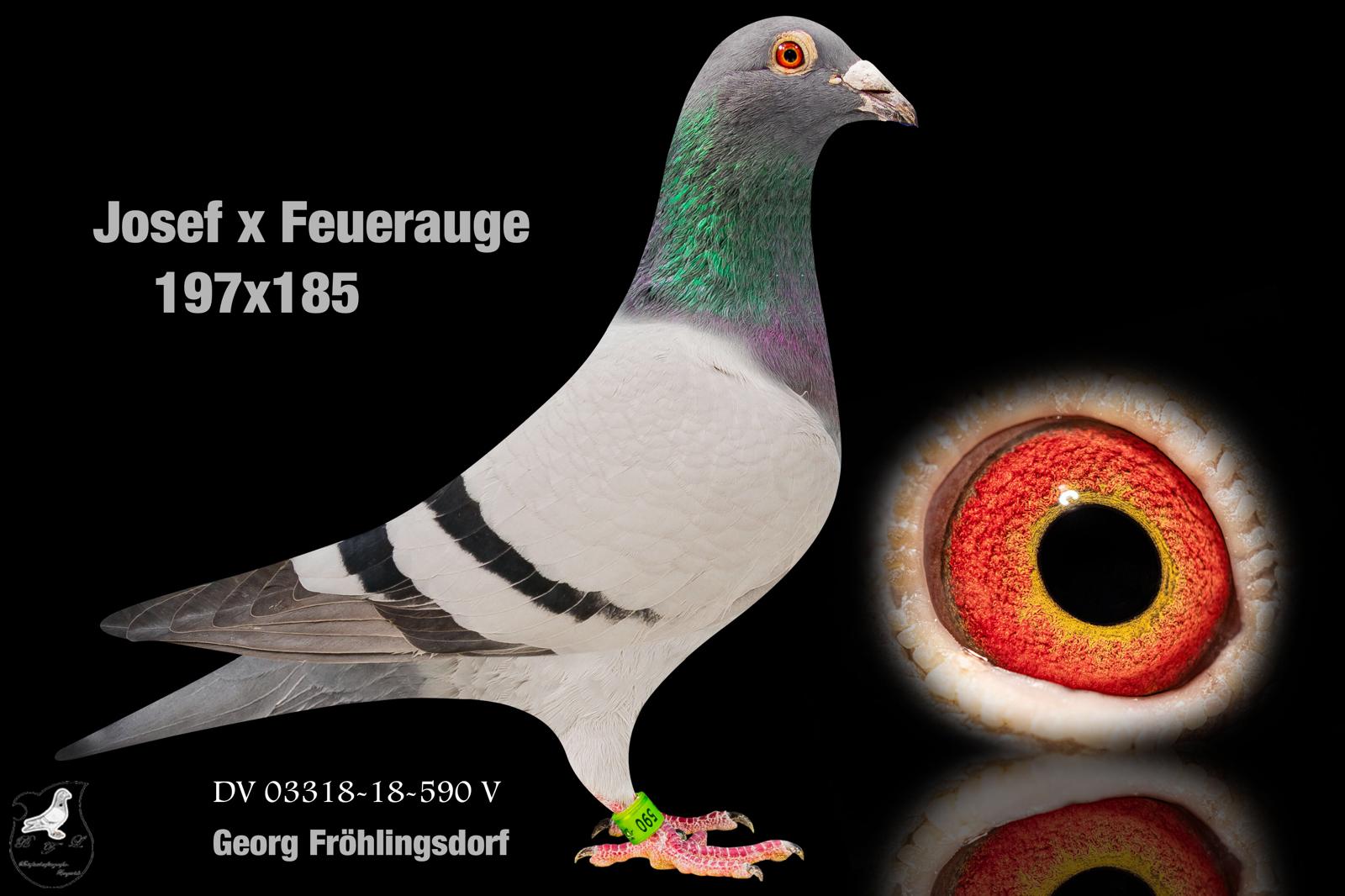 DV9034-24-738 ERKEK / JOSEF INBREED
