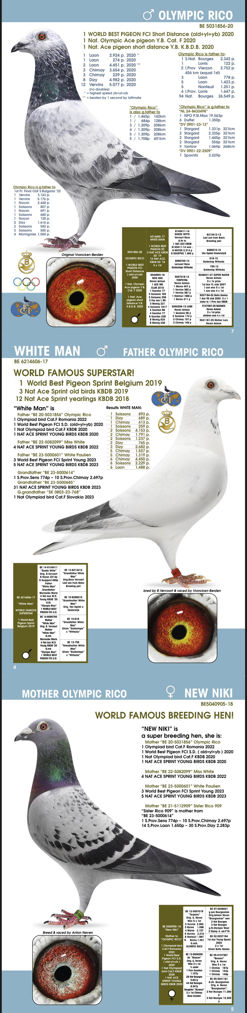 DV9034-24-812 DİŞİ / INBREED OLYMPİC RİCO