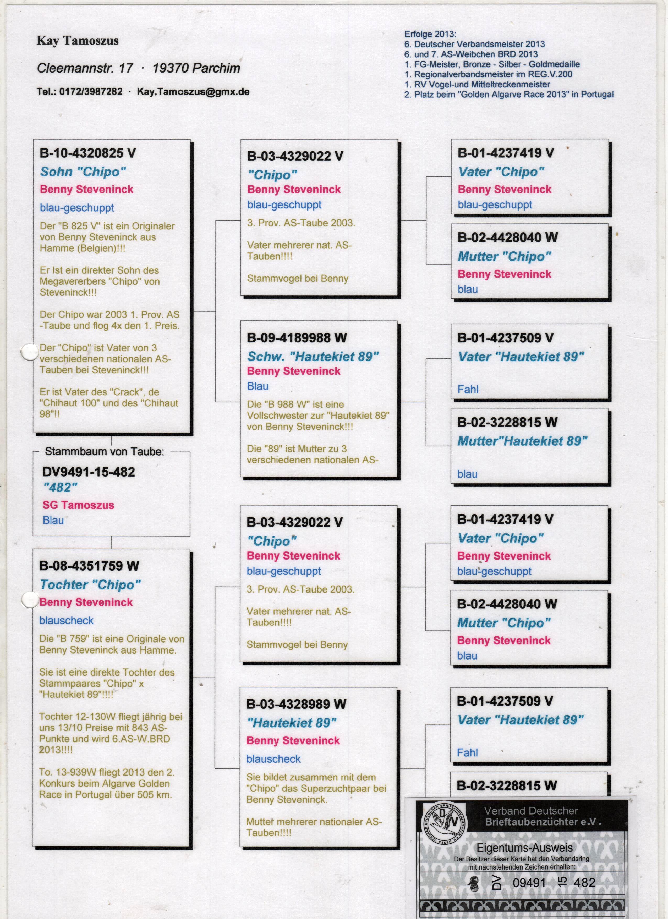DV9491-15-482 ERKEK / INBREED CHIPO 