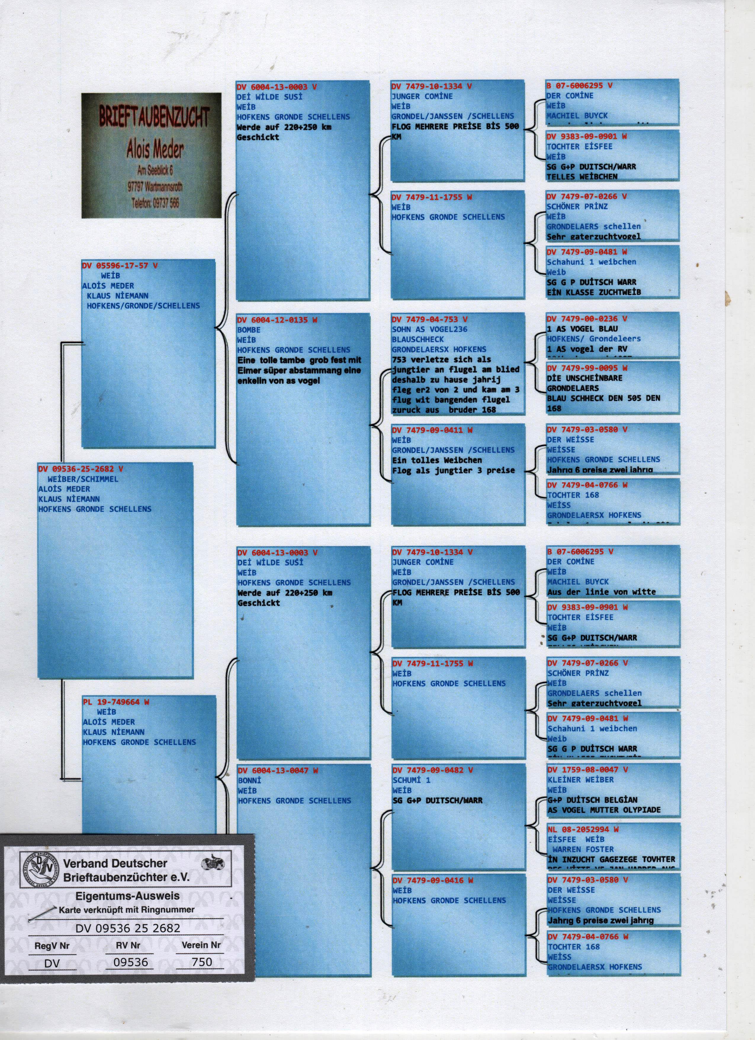 DV9536-25-2682 ERKEK / HOFKEN - SCHELLENS - GRONDELARES