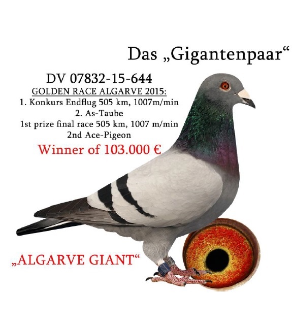 DV9672-24-1606 DİŞİ / ANNESİNİN KARDEŞİ ALGARVE GİANT 1. FİNAL 505 KM 