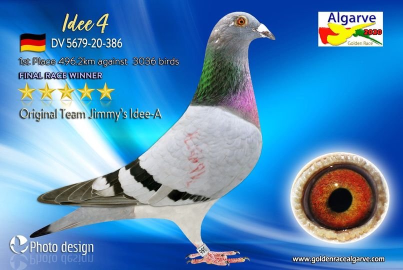 DV9672-24-1606 DİŞİ / ANNESİNİN KARDEŞİ ALGARVE GİANT 1. FİNAL 505 KM 