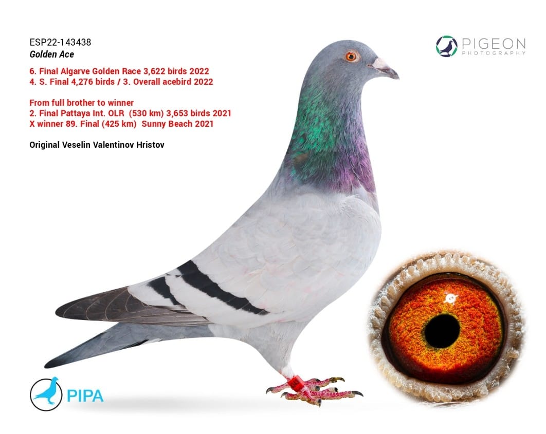 ESP23-126594 ERKEK / KARDEŞİ 56 FİNAL 435 KM MOLEDO ANNESİNİN YEĞENİ 2 FİNAL PATTAYA