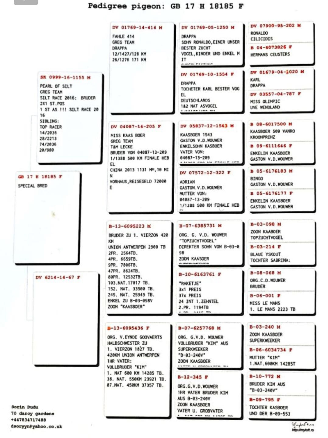 GB17-18185 / ERKEK - BABASI NIN KARDEŞİ KOLOMBDORUM STYL AS 1 -  % 75 GASTON KAASBOER