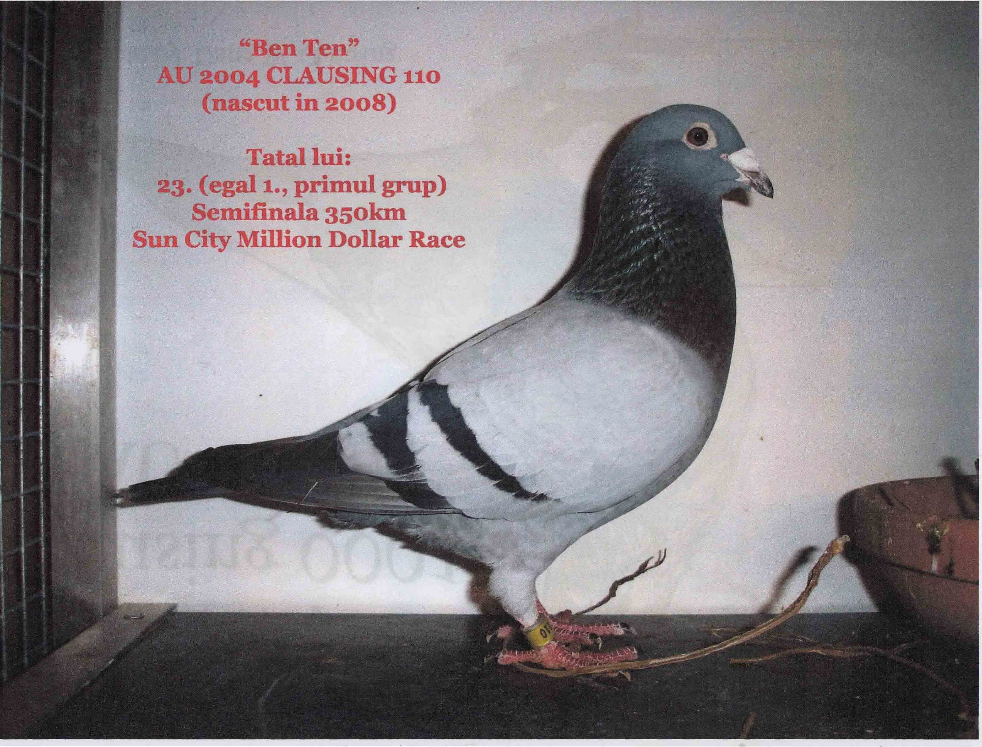 IT16-122973 DİŞİ / DAVID CLAUSING ( HOUBEN ) 