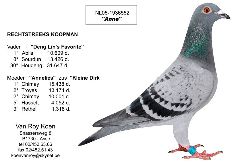 IT18460859 DİŞİ / GERARD KOOPMAN 