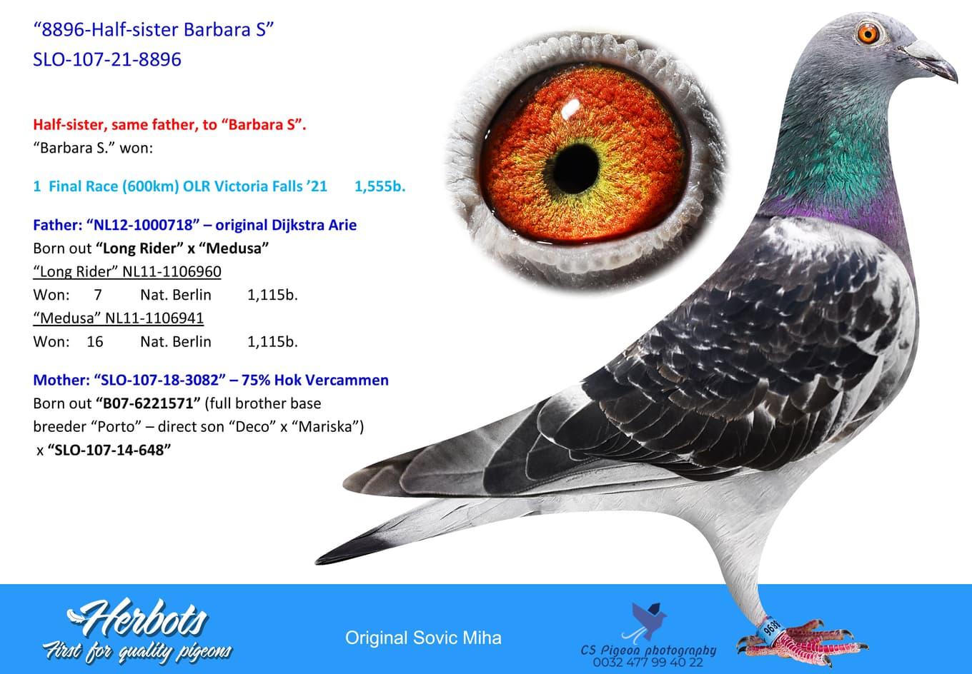 IT22-180152 DİŞİ / BABASI INVICTUS ( ORNAT SORIA )