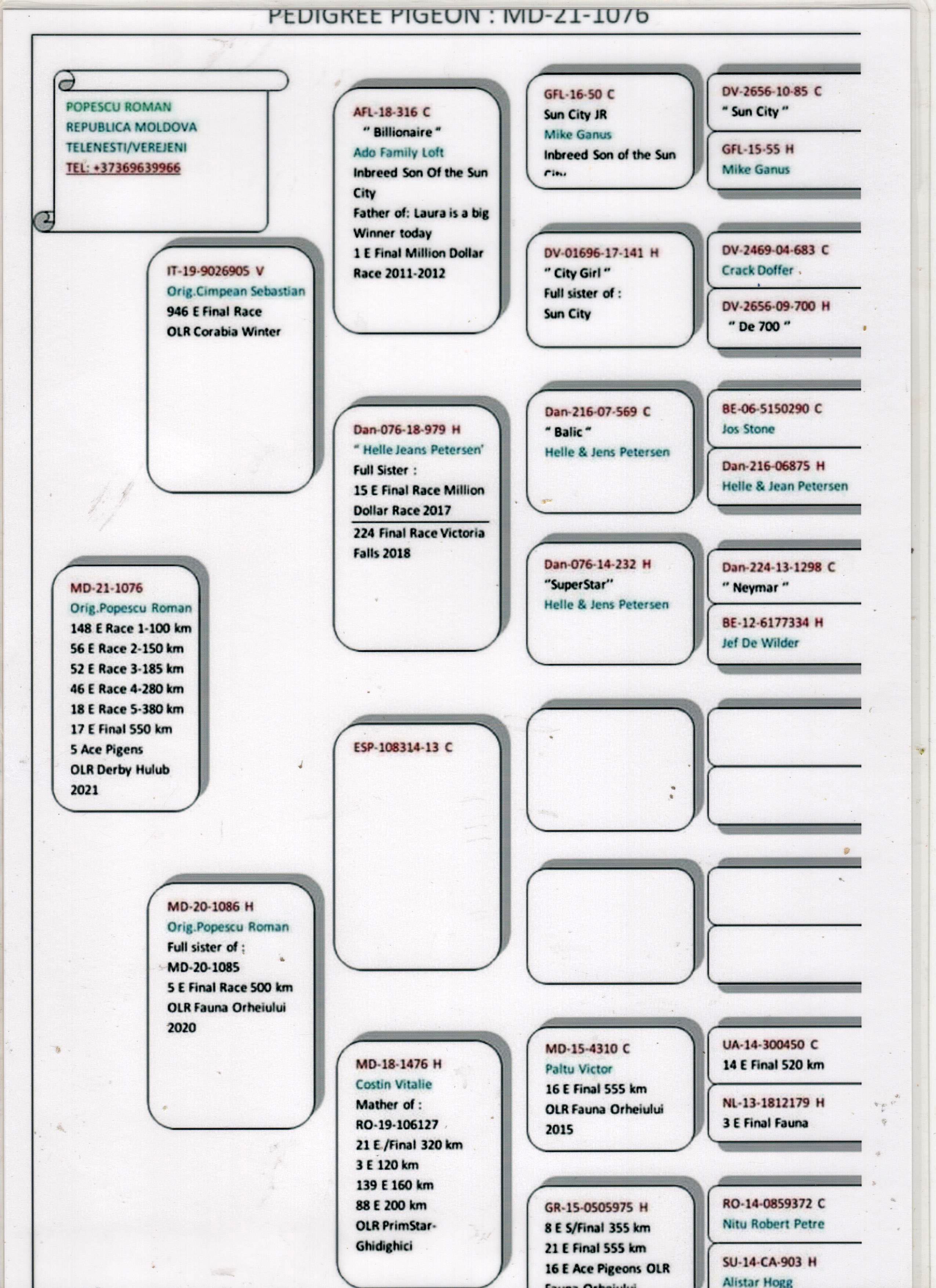 MD21-1076 ERKEK / KENDİSİ 5 ACE PİGEON OLR DERBY HULUB 2021