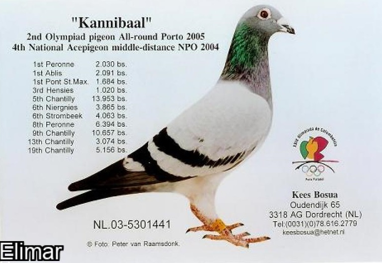 NL12-3255837 ERKEK /  ORJ KEES BOSUA  ANNESININ KARDESI 1 NAT BLOIS DEDESI KANNIBAAL