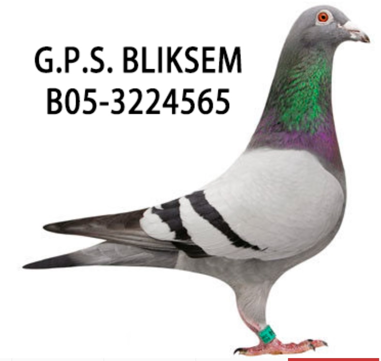 NL14-1359307 ERKEK / GABY VANDENABEELE  BABASI JORİS   1. ARGENTON  5251 P.