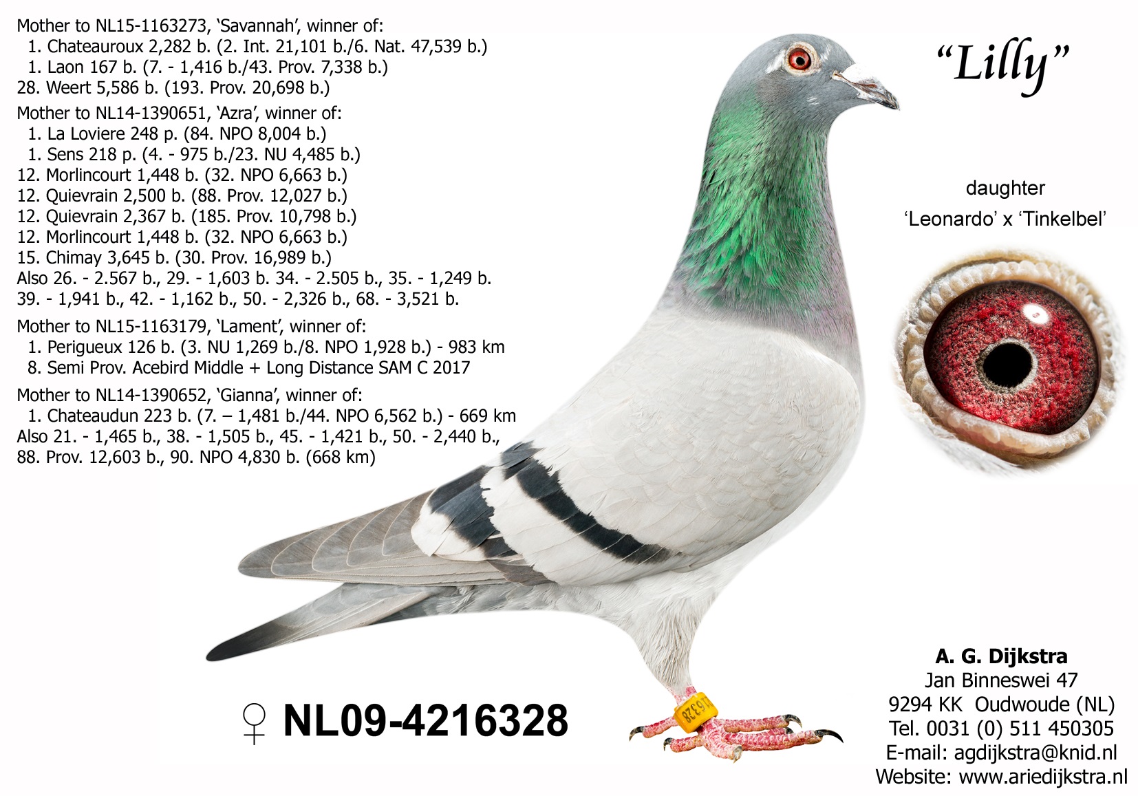 NL16-1004374 ERKEK /  ORIJINAL  ARIE DJKSTRA 