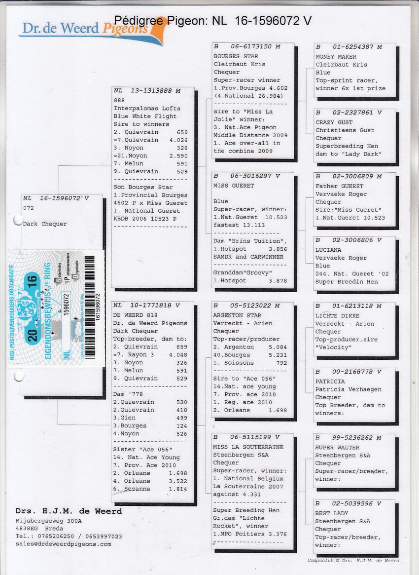 NL16-1596072 DİŞİ / ORIJINAL DE WEERD
