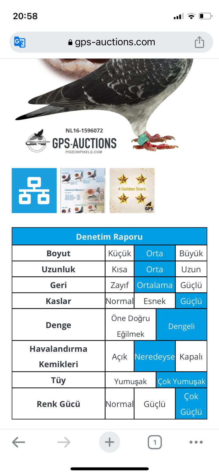 NL16-1596072 DİŞİ / ORIJINAL DE WEERD