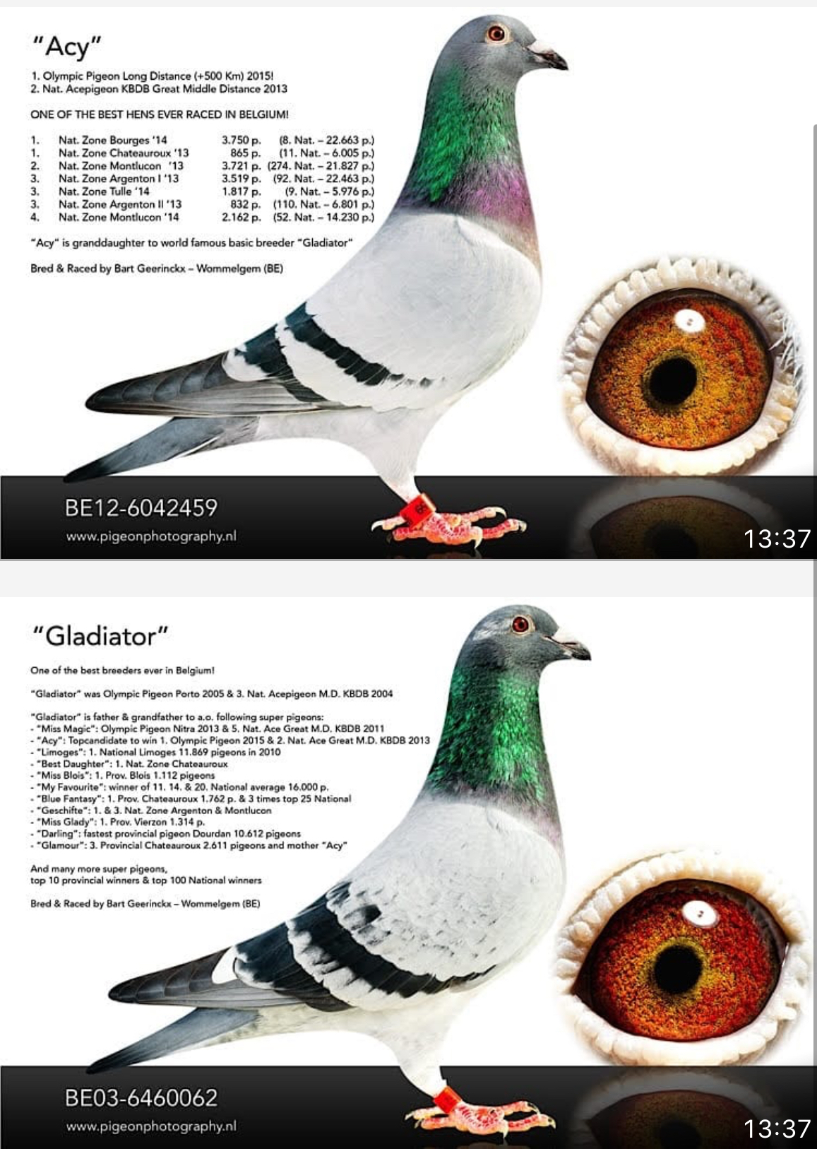 NL17-1427731 ERKEK / GEERINCKX / MARCEL AELBRECHT