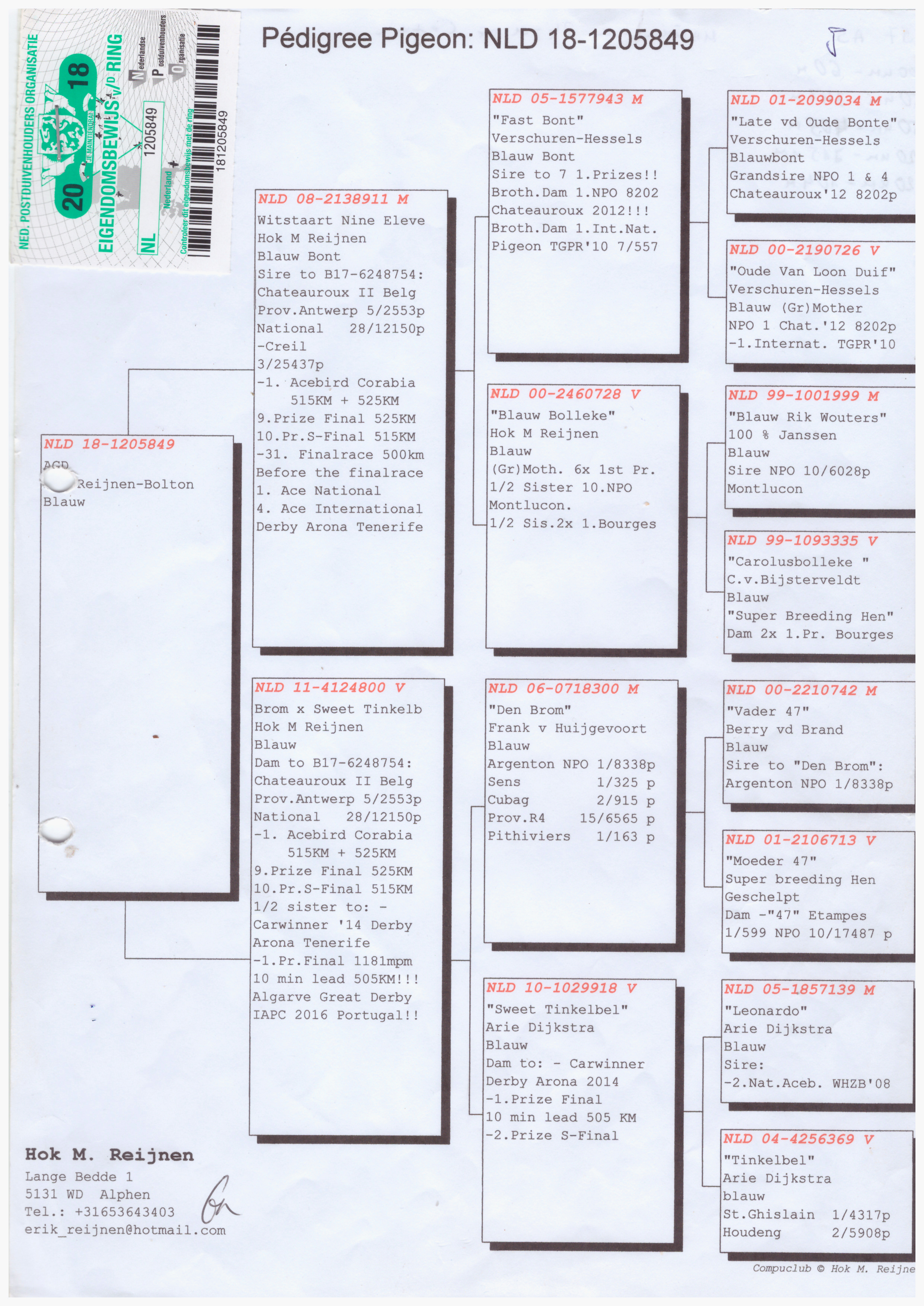 NL18-1205849 DİŞİ /  THE PHENOMENAL 849 
