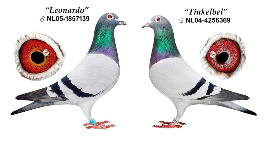 NL18-1205849 DİŞİ /  THE PHENOMENAL 849 