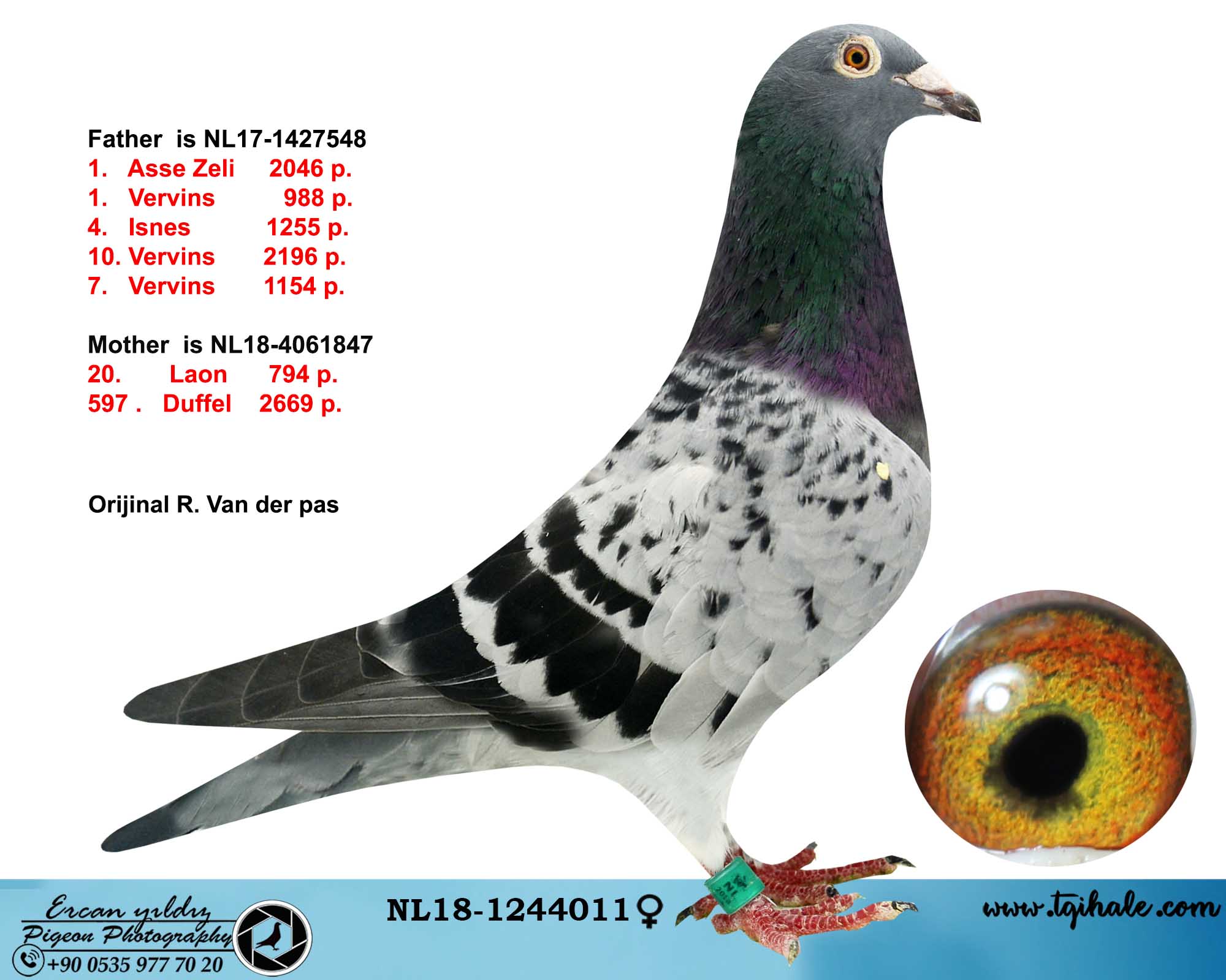 NL18-1237941 ERKEK /  NL18-1244011 DİŞİ /  ÖZEL TAKIM