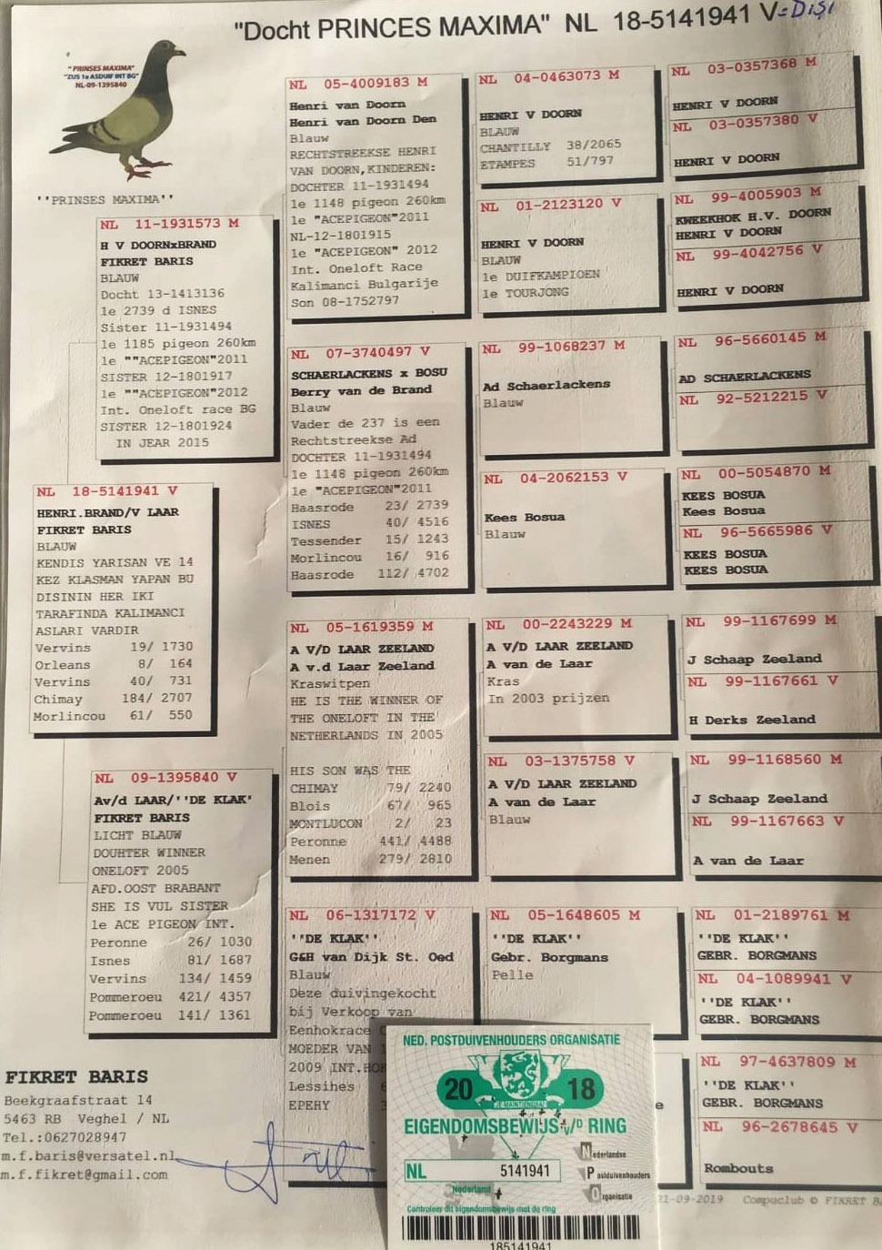 NL18-5141941 DİŞİ /  KENDİSİ YARIŞMIŞTIR BABASNIN KARDEŞLERİ KALİMACİ AS 1