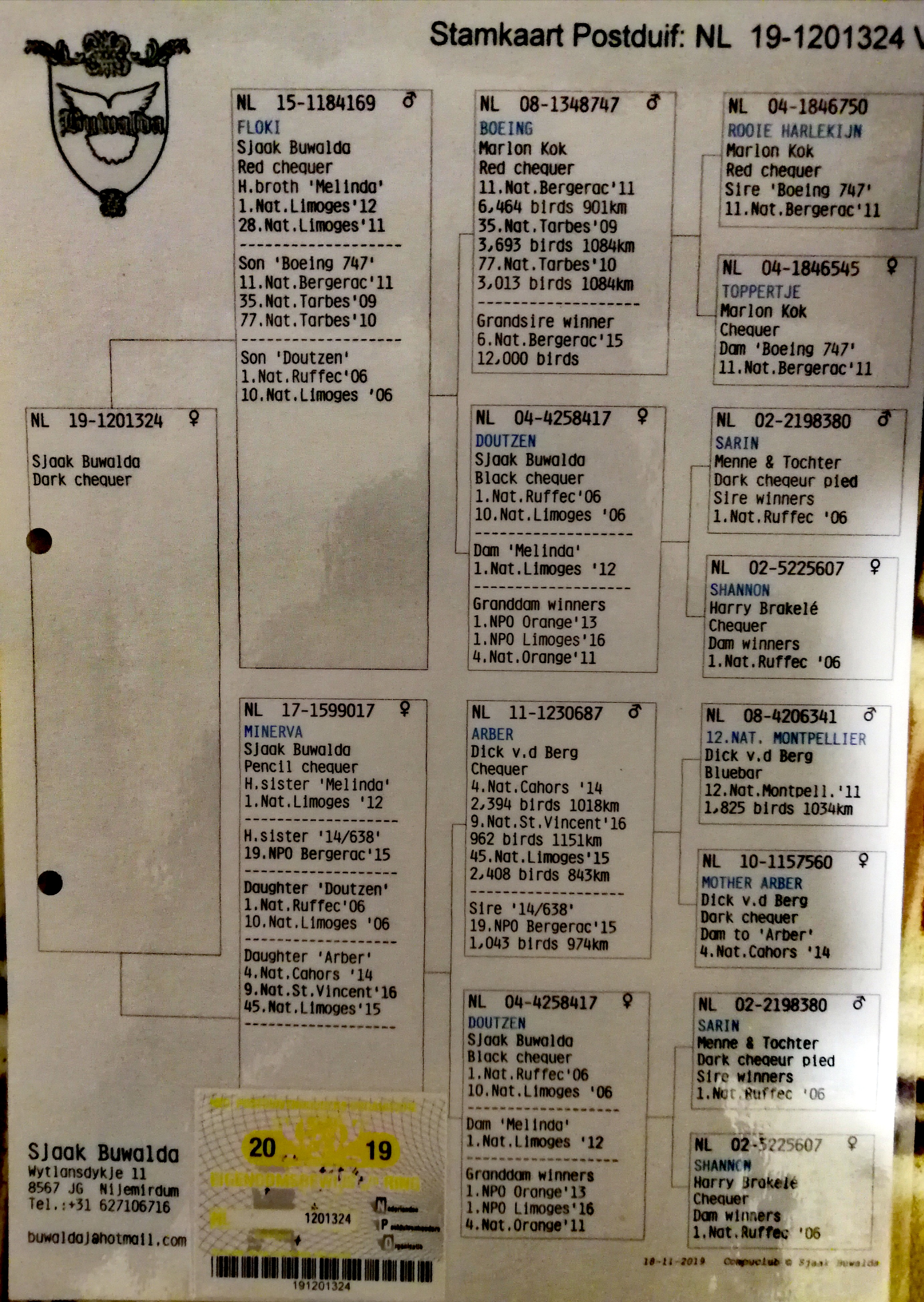 NL19-1201324 ERKEK / ORJİİNAL SJAAK BUWALDA - MARATON 