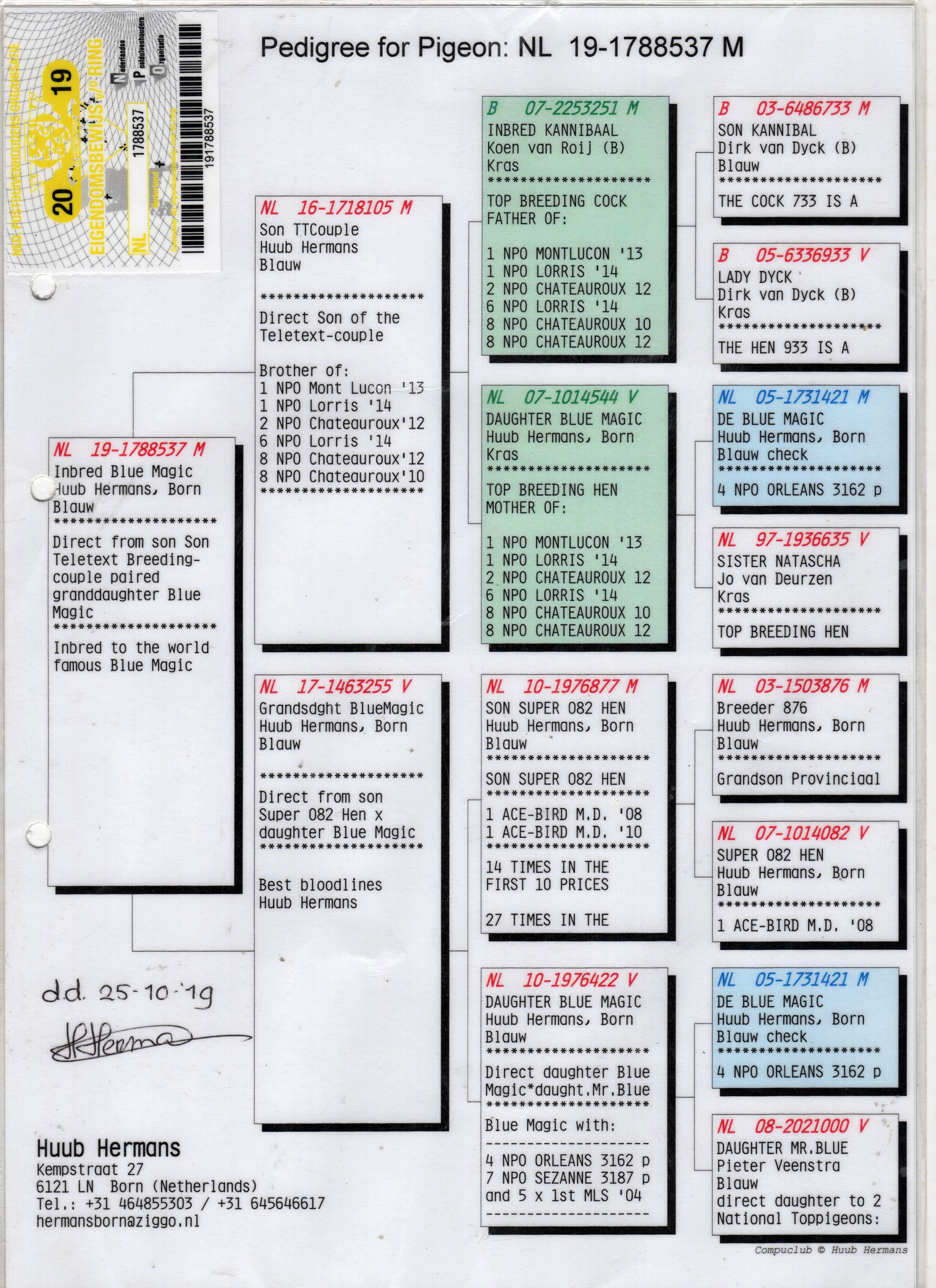NL19-1788537 DİŞİ / HUUB HERMANS  INBREED BLUE MAGIC 