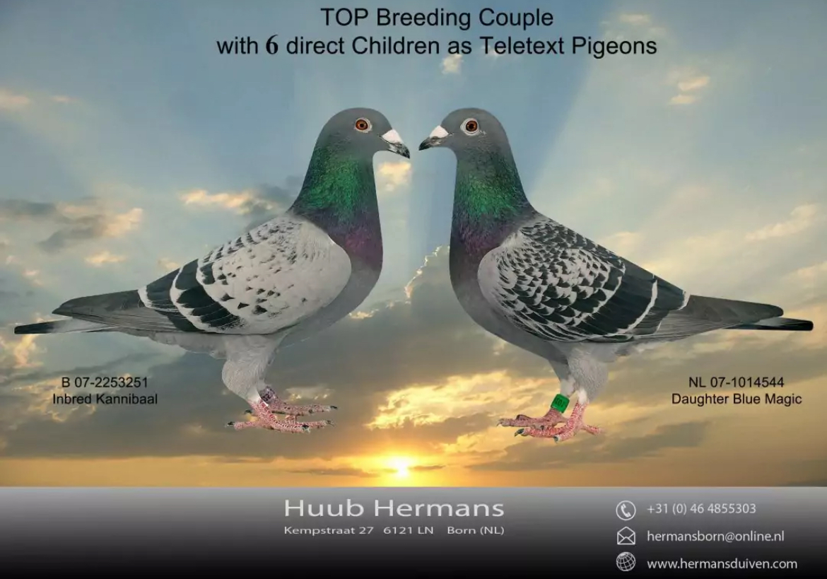 NL19-1788537 DİŞİ / HUUB HERMANS  INBREED BLUE MAGIC 