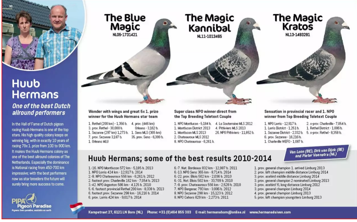 NL19-1788537 DİŞİ / HUUB HERMANS  INBREED BLUE MAGIC 