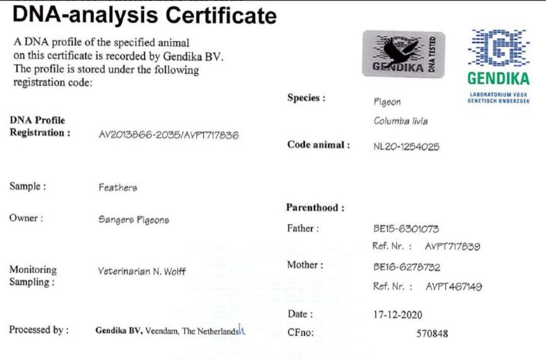 NL20-1254025 ERKEK /  MARCEL SANCERS PIGEONS - INBREED LINCIA