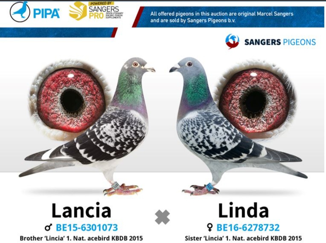 NL20-1254025 ERKEK /  MARCEL SANCERS PIGEONS - INBREED LINCIA