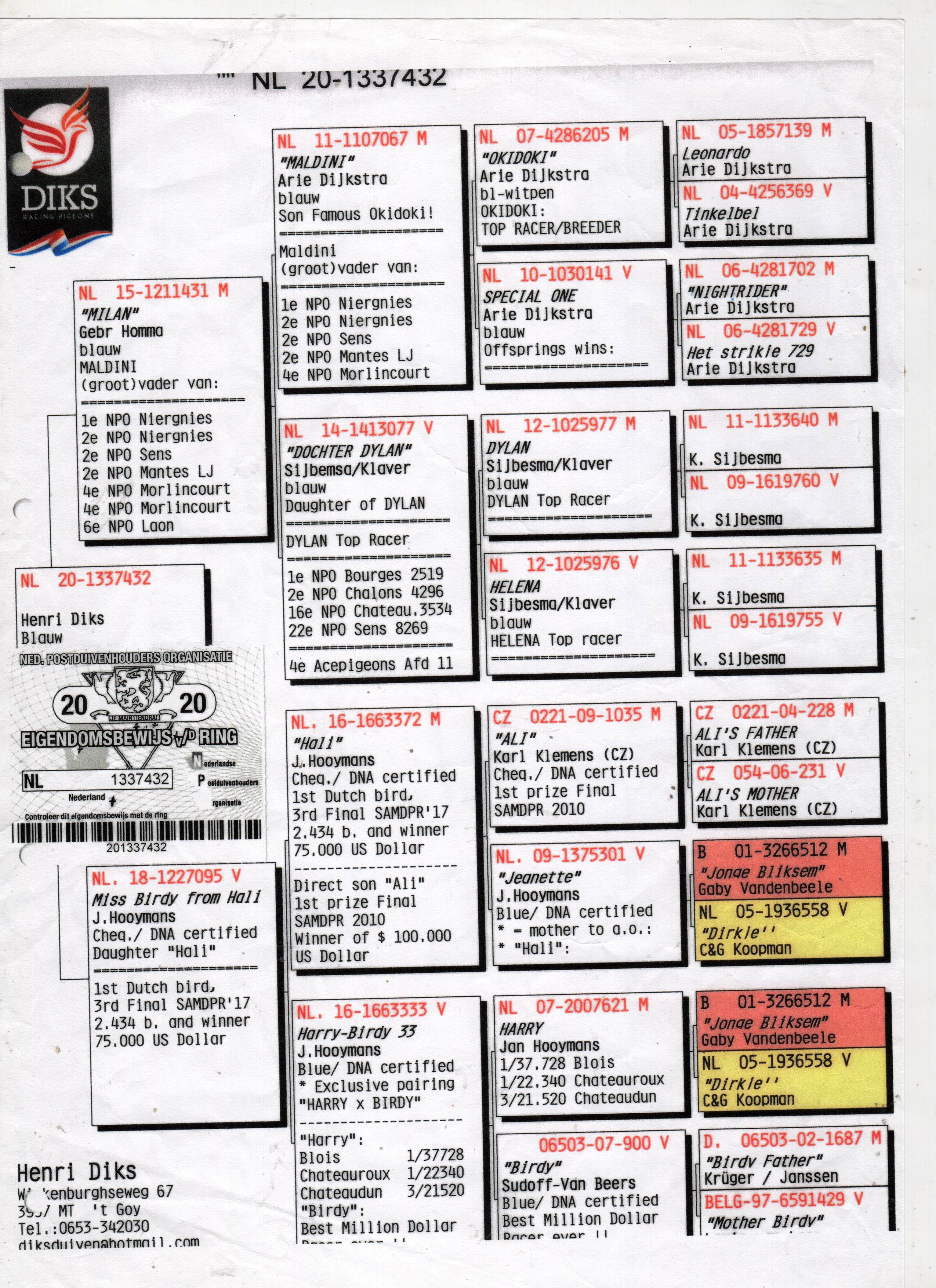 NL20-1337432 ERKEK / ANNESİ HARRY TORUNU BABADAN KARDEŞİ SAYISIZ ŞAMPİYON