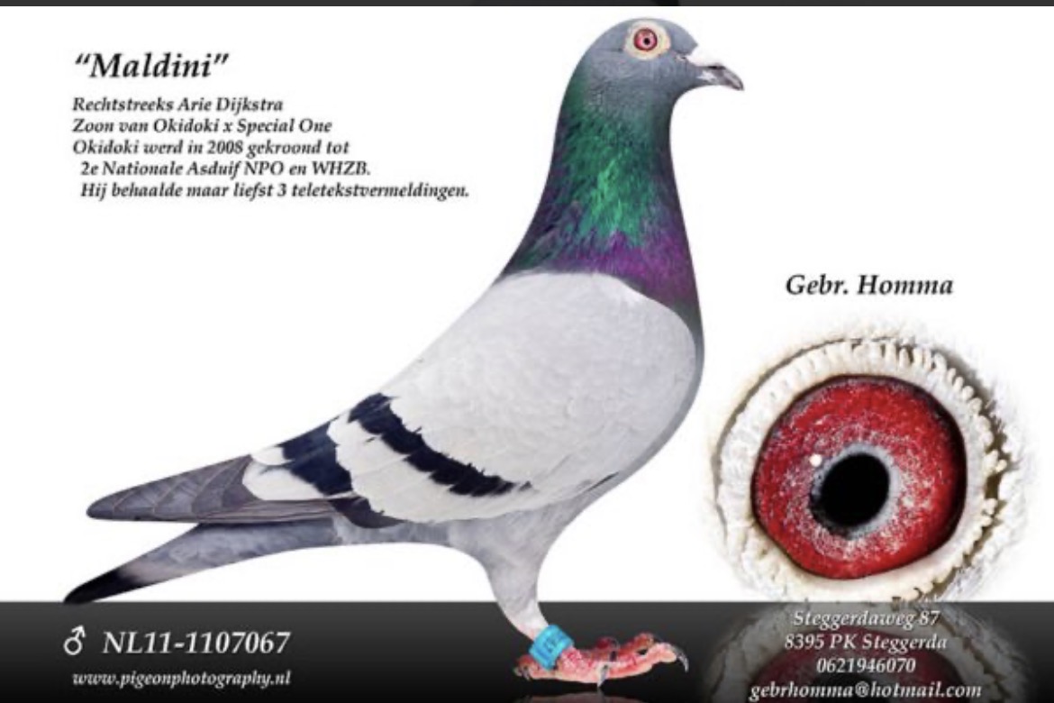 NL20-1337432 ERKEK / ANNESİ HARRY TORUNU BABADAN KARDEŞİ SAYISIZ ŞAMPİYON