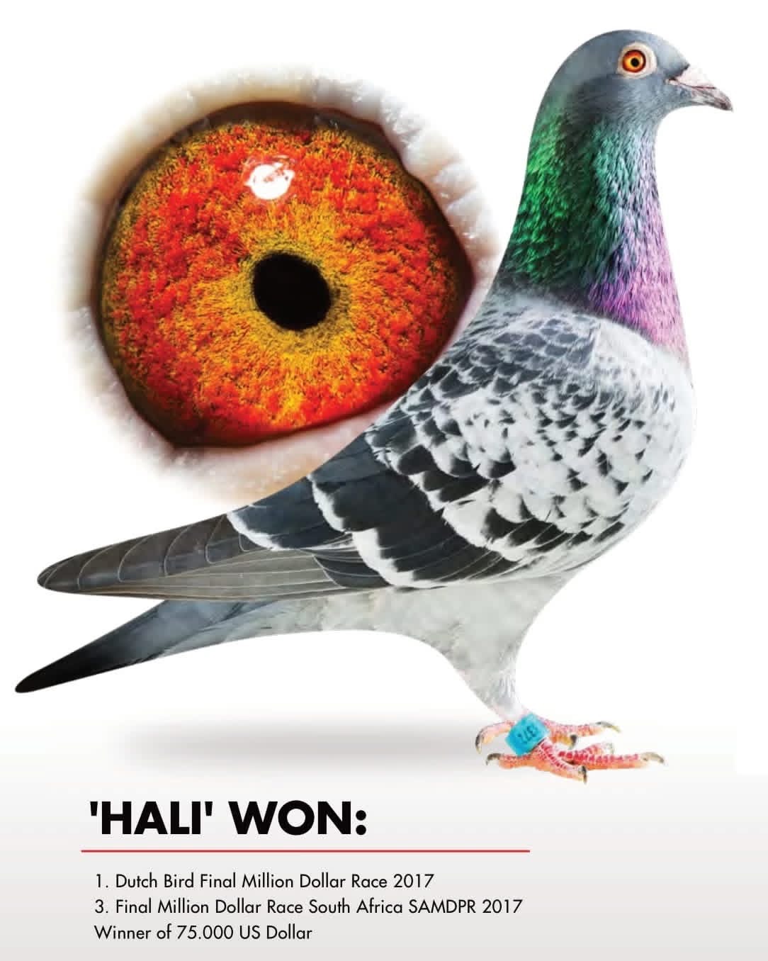 NL20-1337432 ERKEK / ANNESİ HARRY TORUNU BABADAN KARDEŞİ SAYISIZ ŞAMPİYON