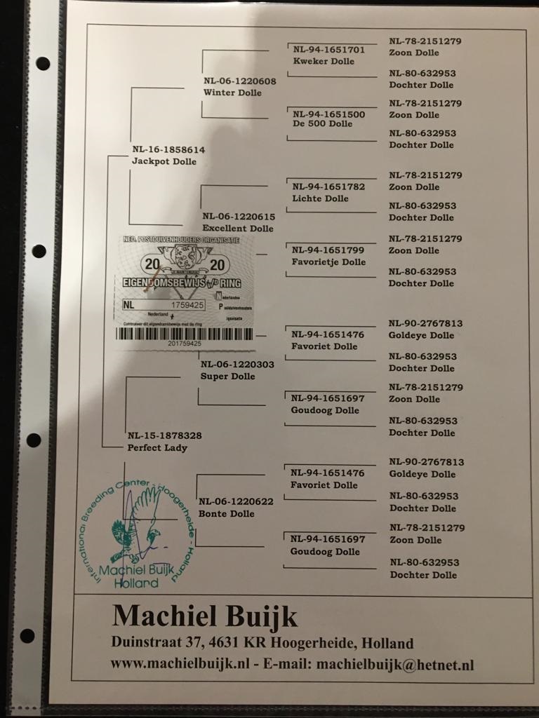 NL20-1759425  ERKEK   JAN AARDEN % 100 ORİJİNAL MACHIEL BUIJK