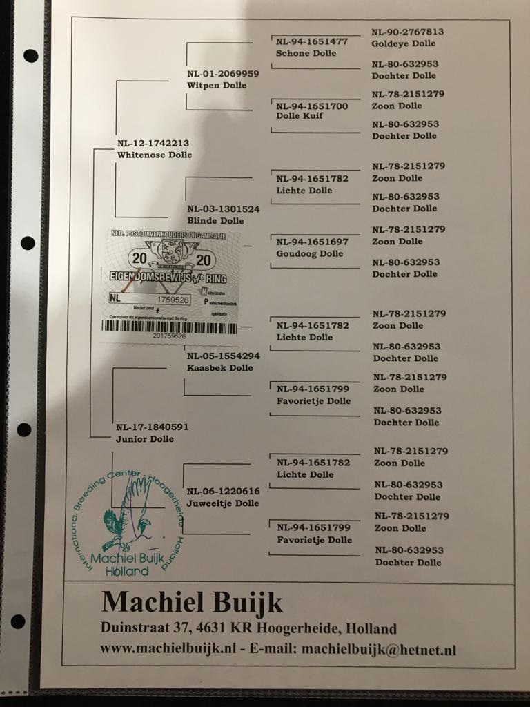 NL20-1759526 DİŞİ  JAN AARDEN % 100 ORİJİNAL MACHIEL BUIJK 