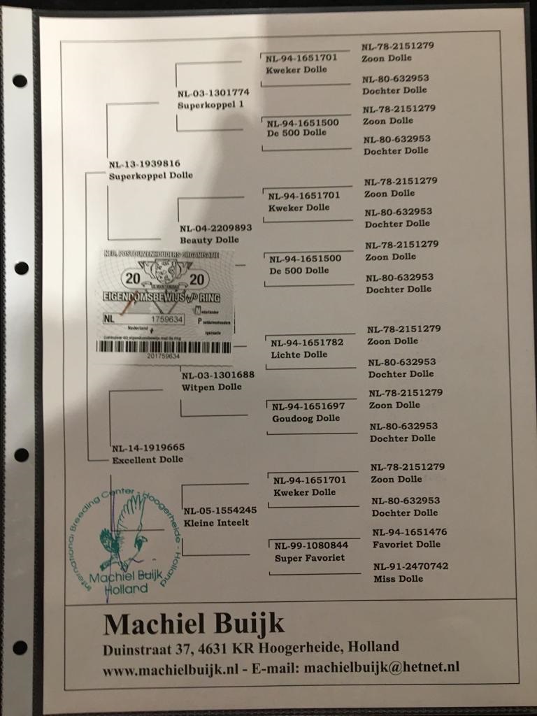 NL20-1759634 ERKEK  JAN AARDEN % 100 ORİJİNAL MACHIEL BUIJK  