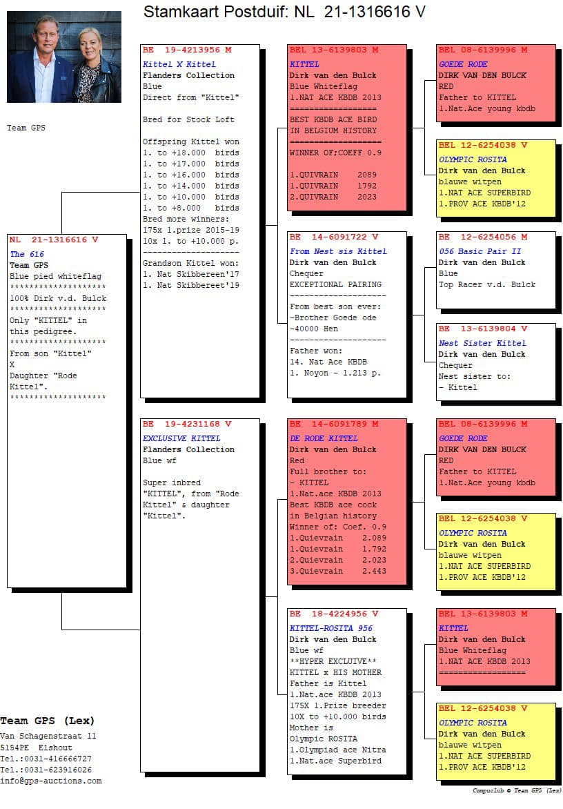 NL21-1316616 DİŞİ / KITTEL TORUNU  DİRK VAN DE BULCK SUPER