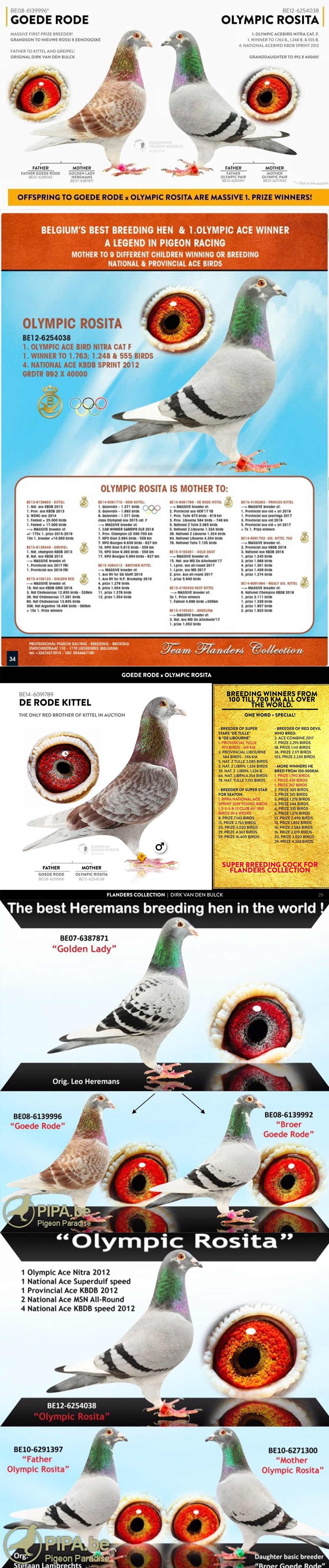 NL21-1316616 DİŞİ / KITTEL TORUNU  DİRK VAN DE BULCK SUPER