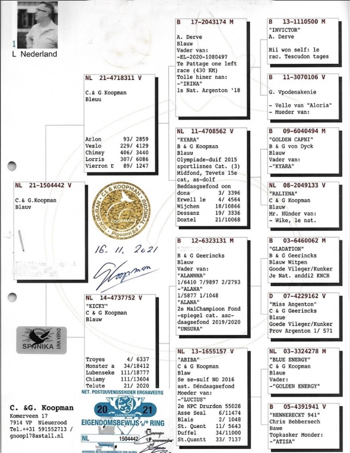 NL21-1504442 DİŞİ / ORJ C. & G. KOOPMAN - DNA TESTLİ