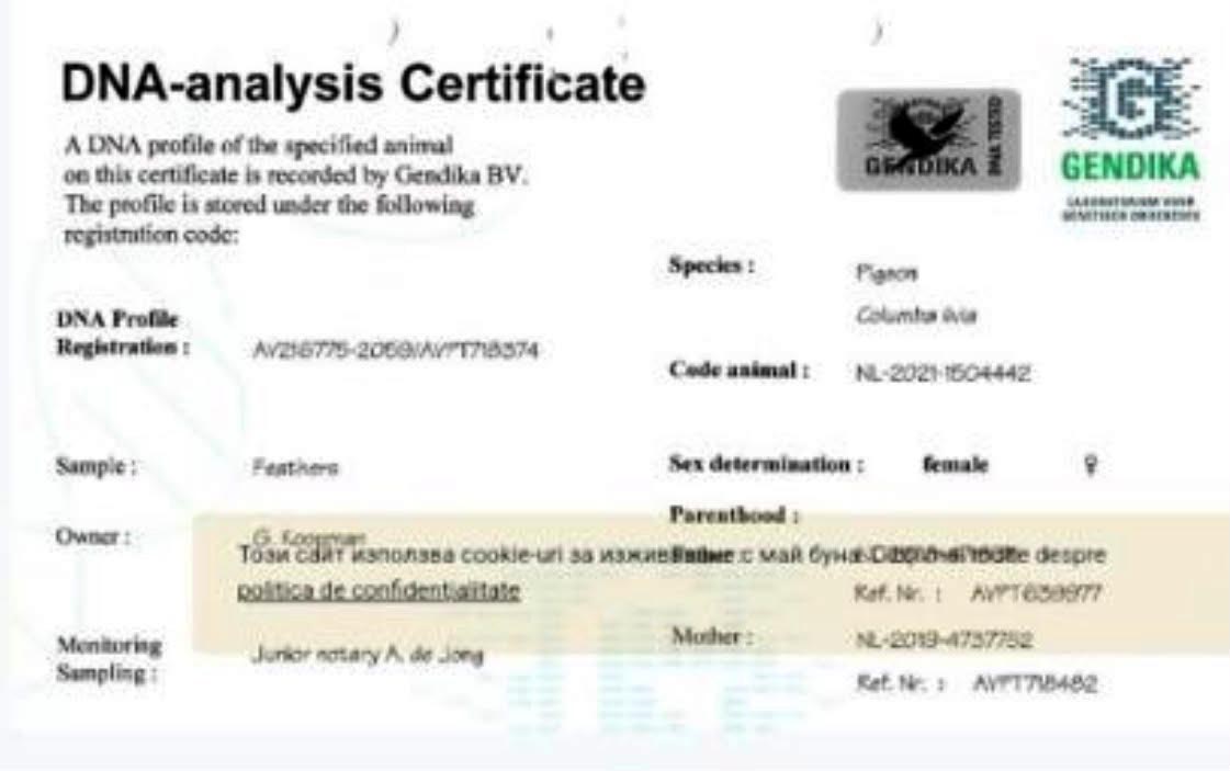 NL21-1504442 DİŞİ / ORJ C. & G. KOOPMAN - DNA TESTLİ
