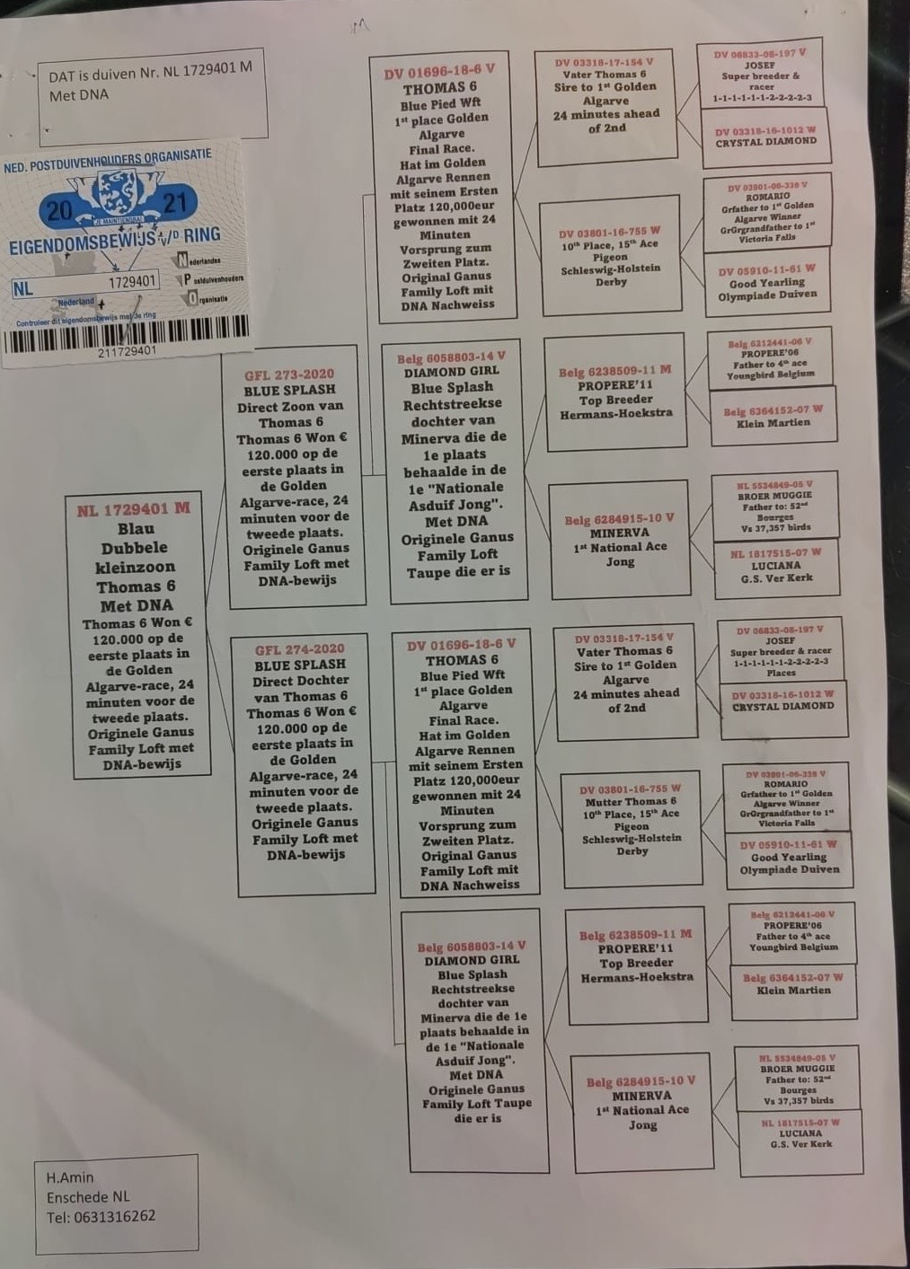 NL21-1729401 DİŞİ / INBREED THOMAS 6 - DNA SERTİFİKALI