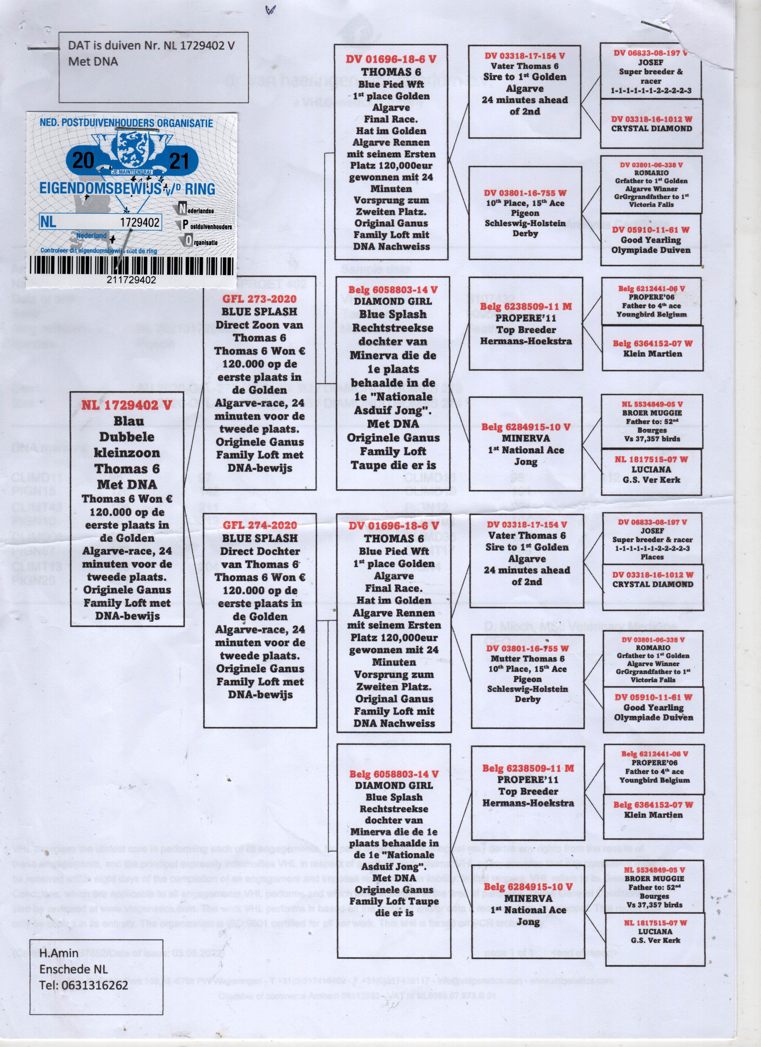 NL21-1729402 DİŞİ / INBREED THOMAS 6 - DNA SERTİFİKALI