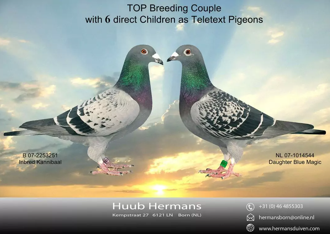 NL22-2238630 DİŞİ / HUUB HERMANS % 100 INBREED TT COUPLE 